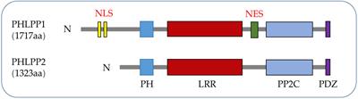 Emerging roles of PHLPP phosphatases in lung cancer